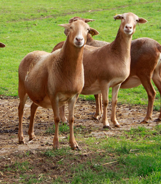 Carnicería Bárcena